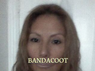 BANDACOOT