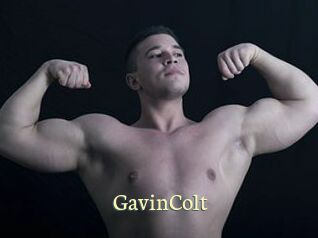 GavinColt