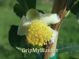 GripMyBlanket