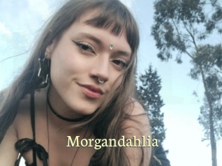 Morgandahlia