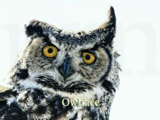 Owlface