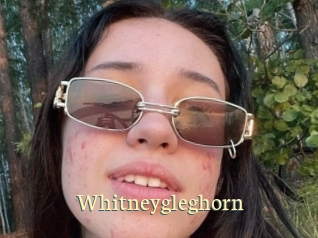 Whitneygleghorn